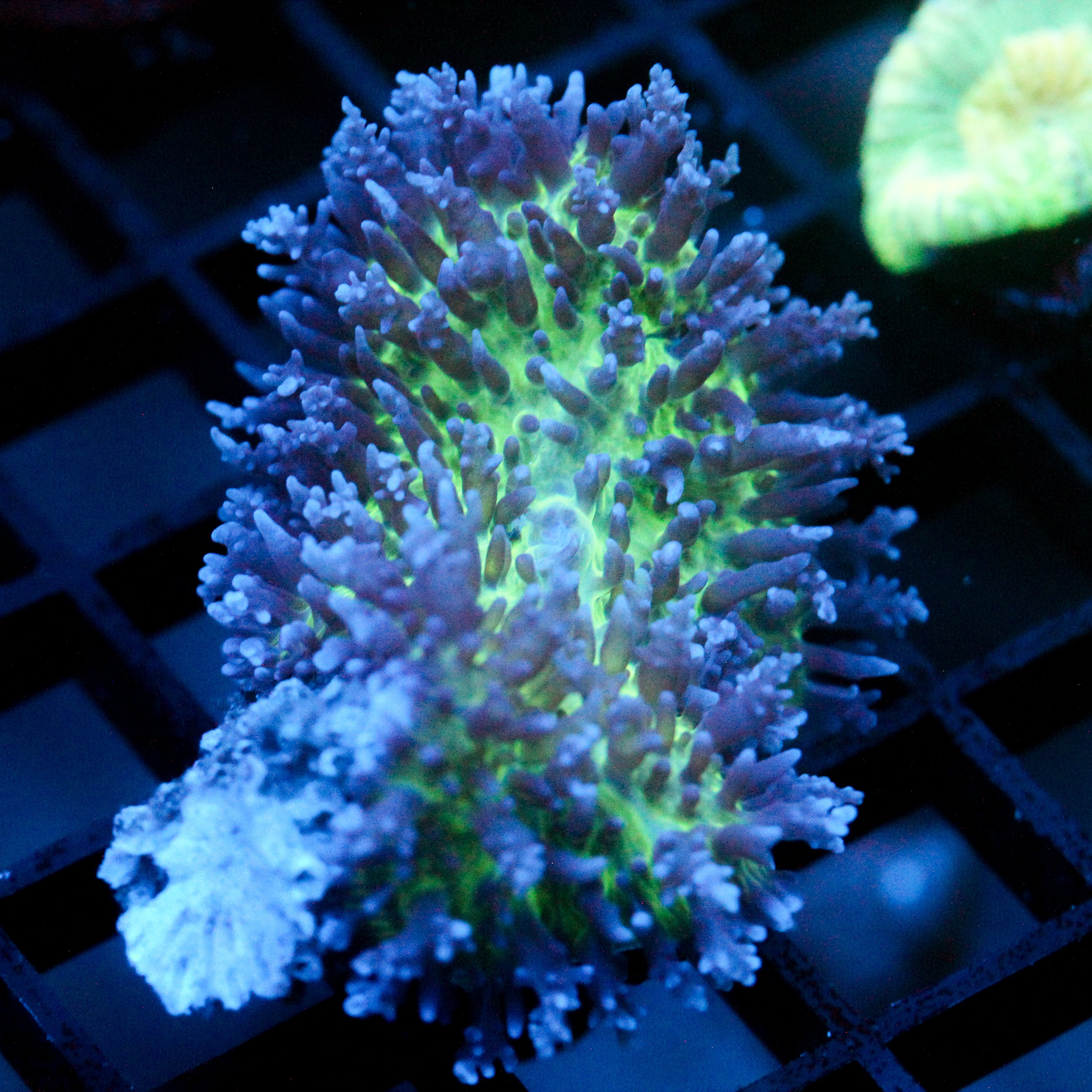 JC Fuzzy Mushroom