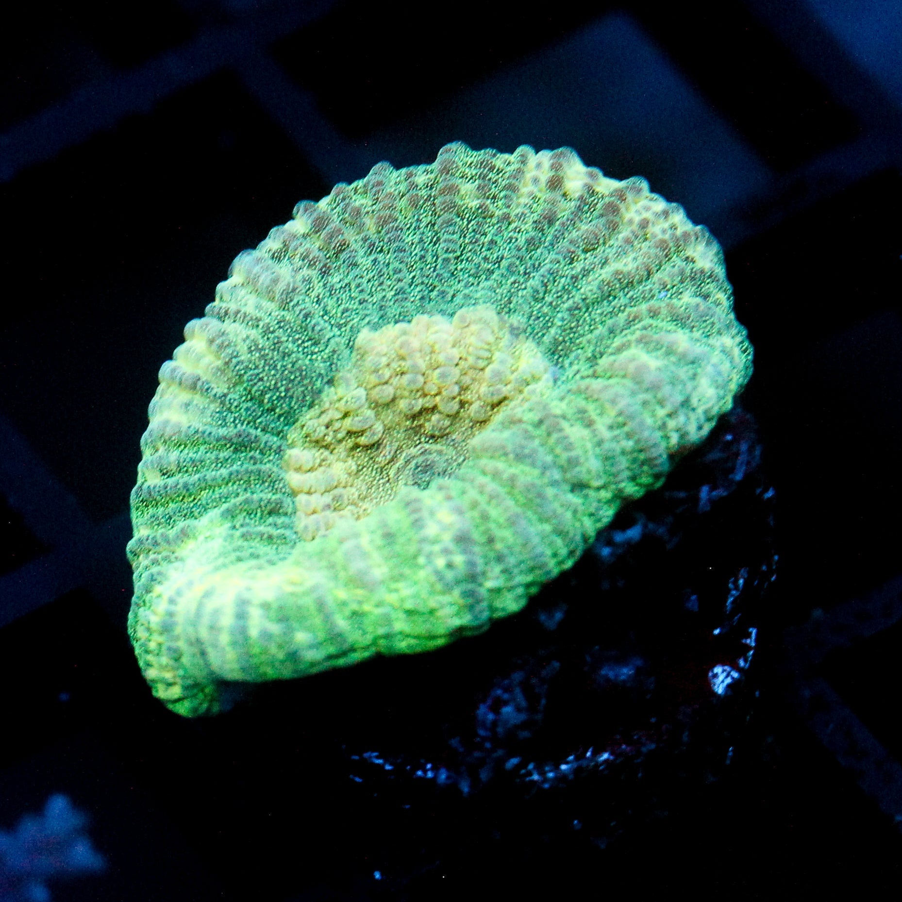 JC Neon Green Favia