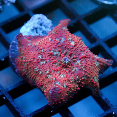 JC Red Dippin Dots Discosoma (LG)