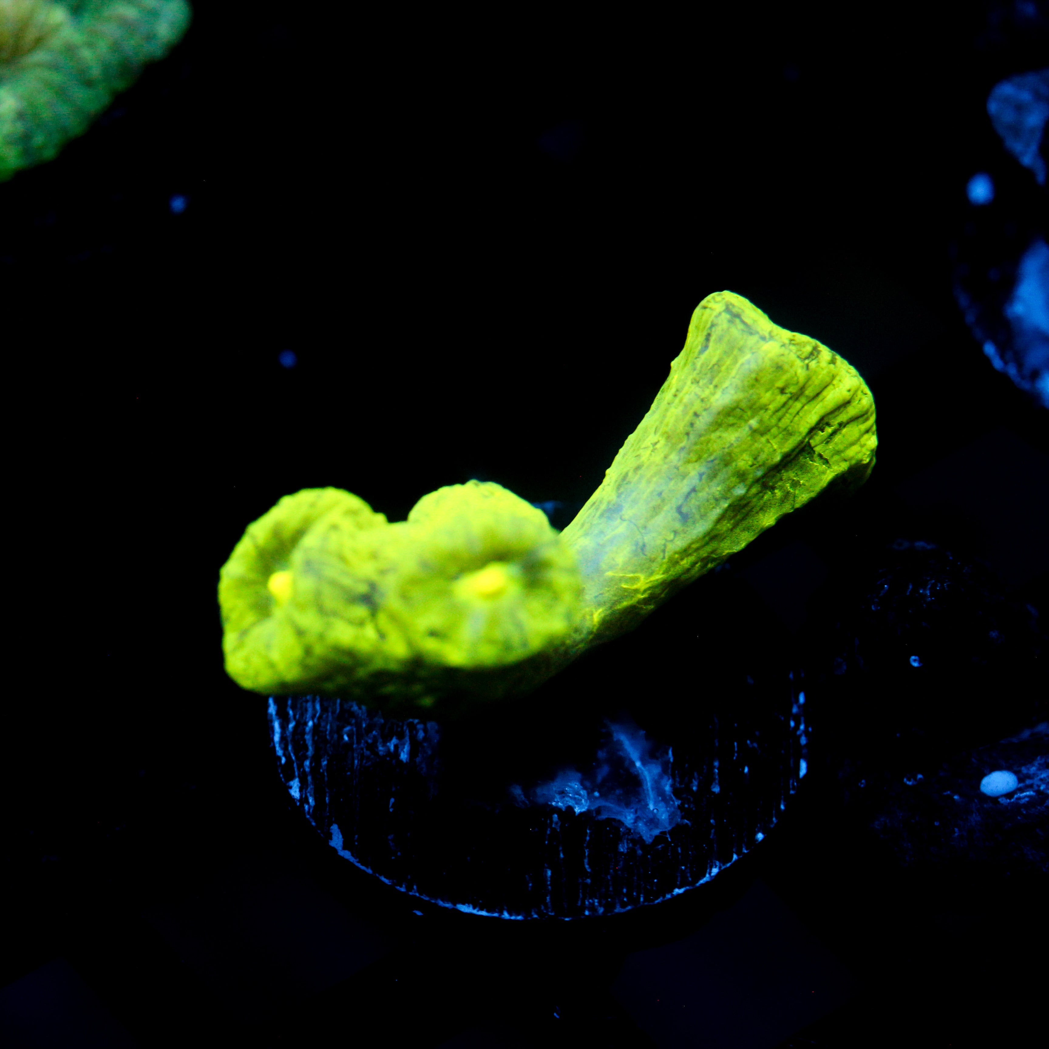 JC Neon Trumpet Coral