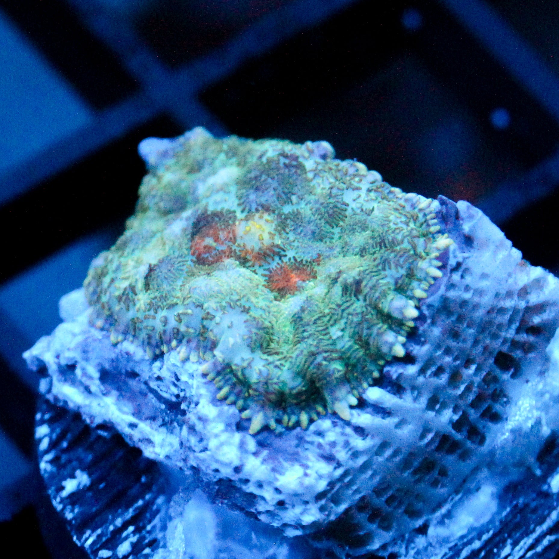 JC Gold Gobbler Rhodactis