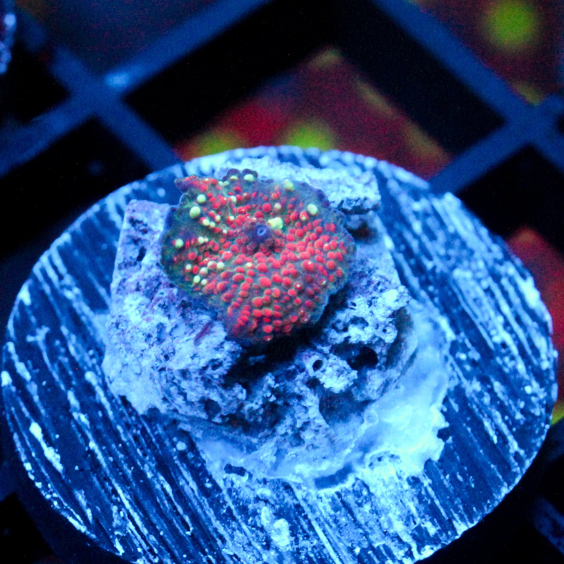 JC Interstellar Discosoma