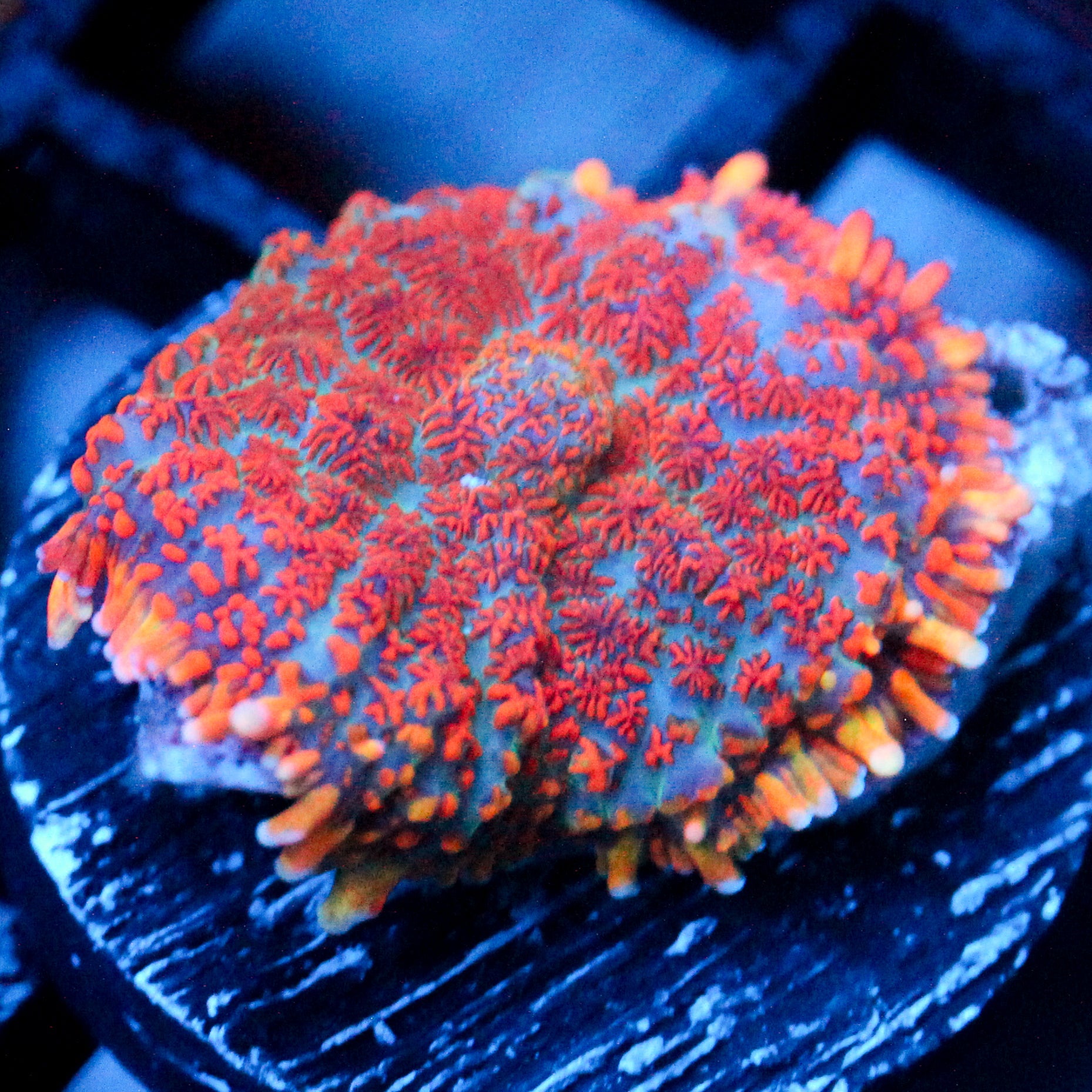 JC Strawberry Jello Rhodactis