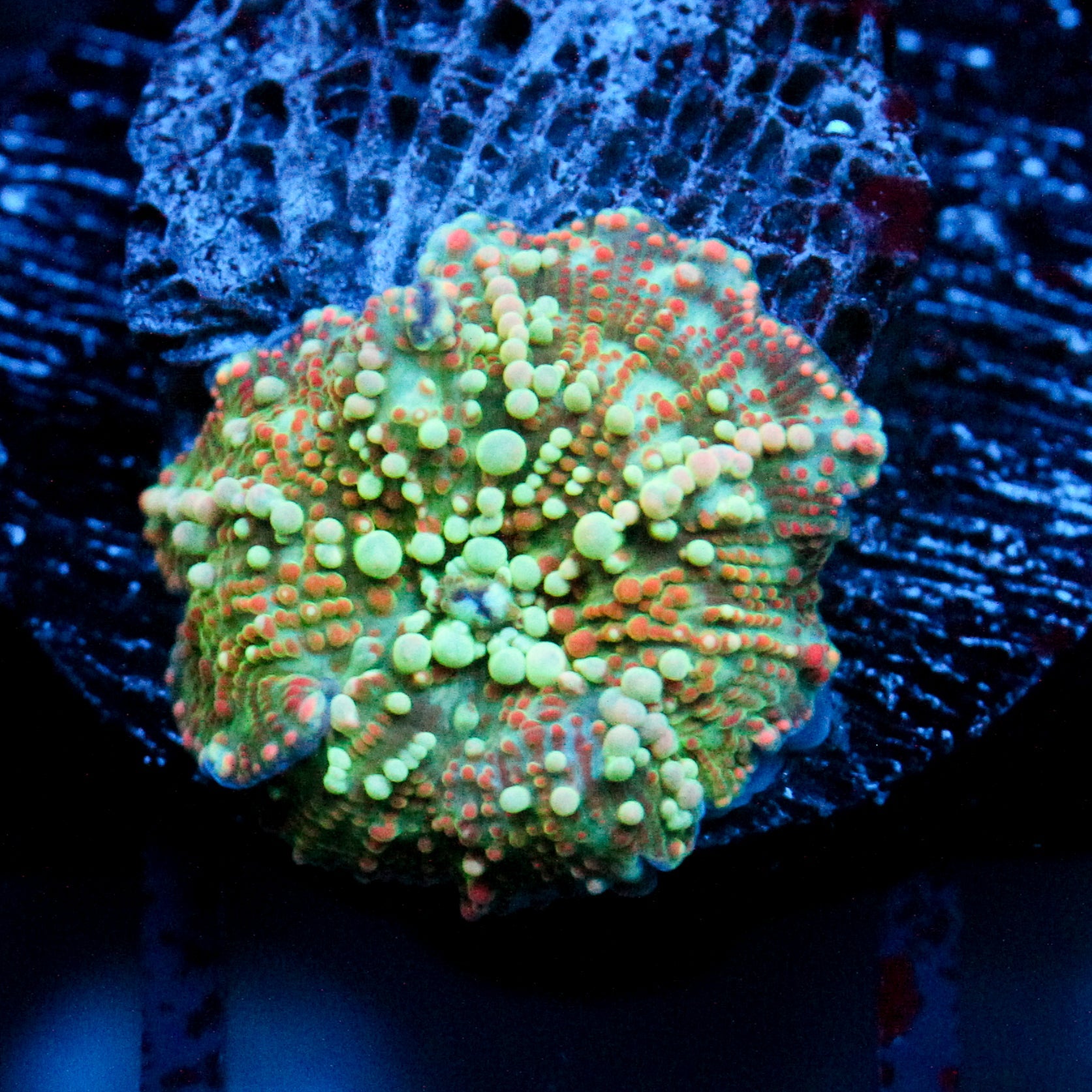 JC Stellar Discosoma