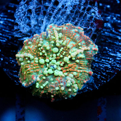 JC Stellar Discosoma