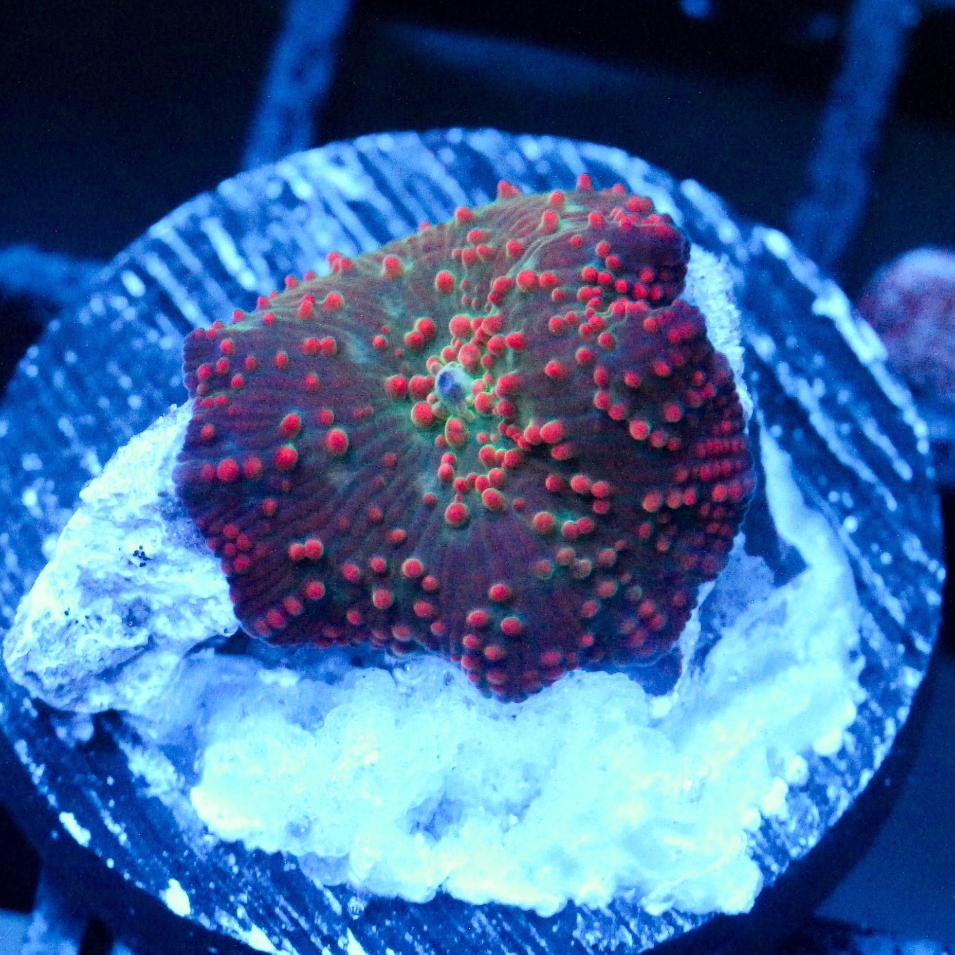 JC Red Void Discosoma