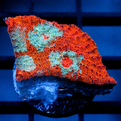 shopify auction