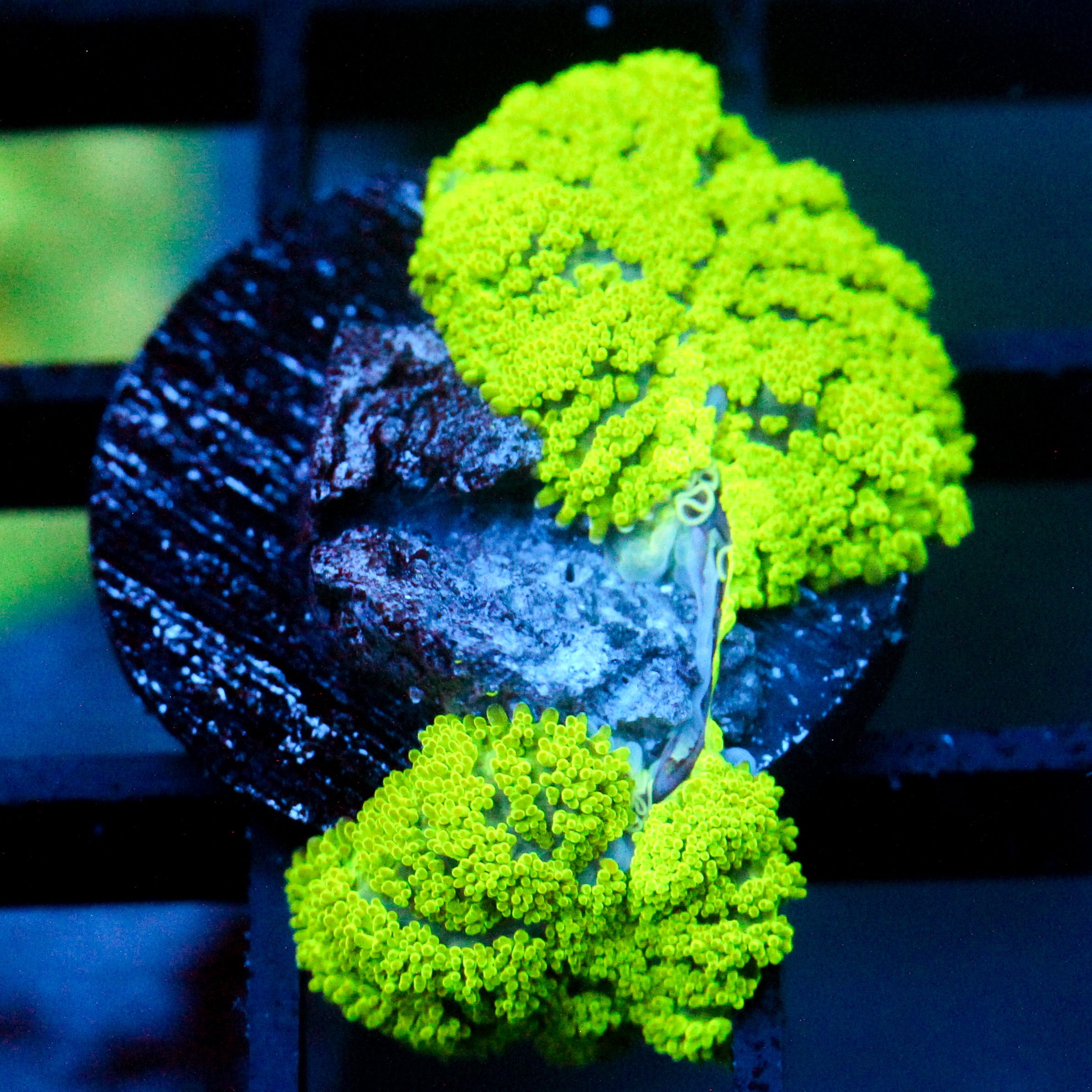 JC Neon Green Rhodactis (Double)