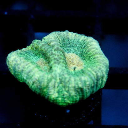 JC Neon Green Favia
