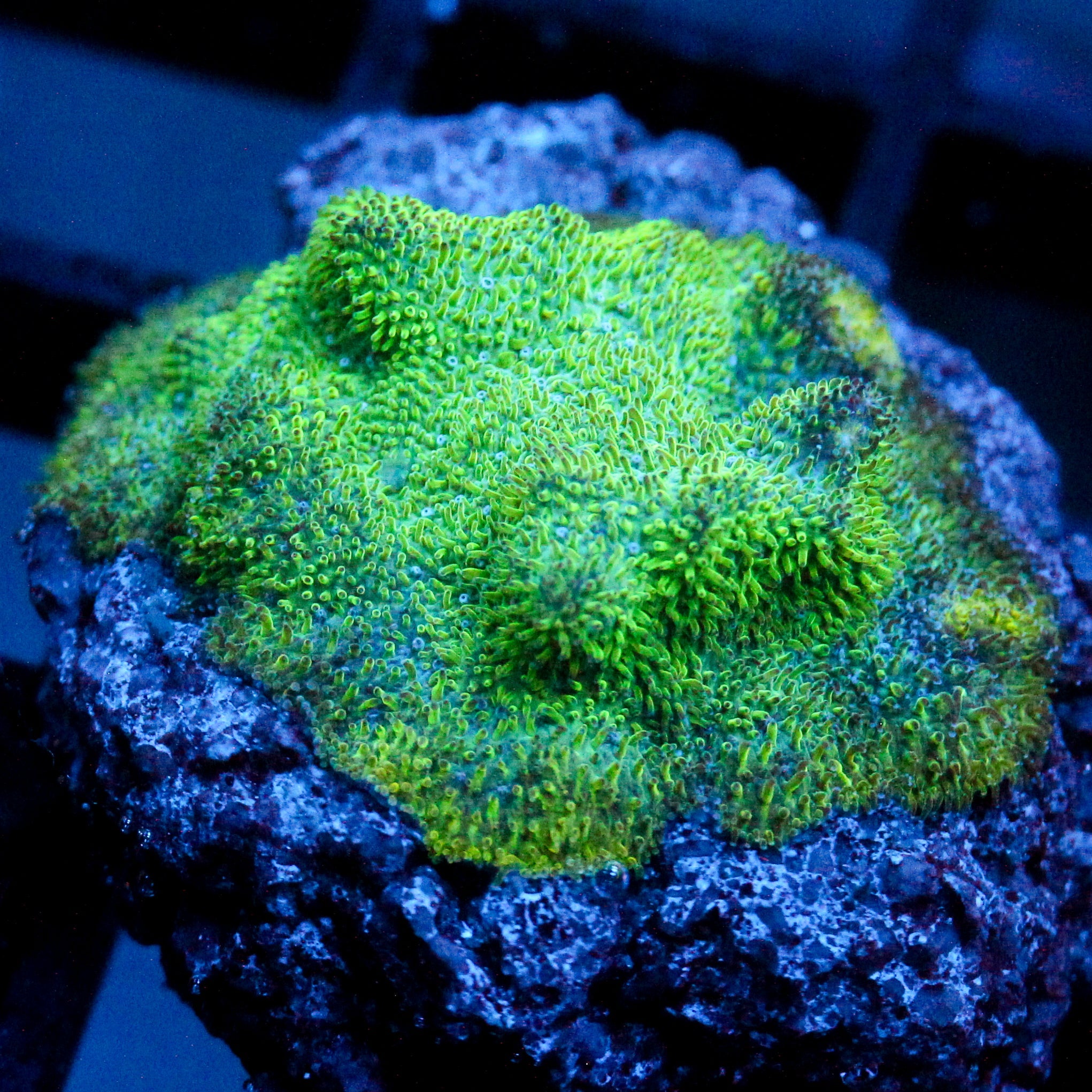 Biota Voyager 2 Psammacora