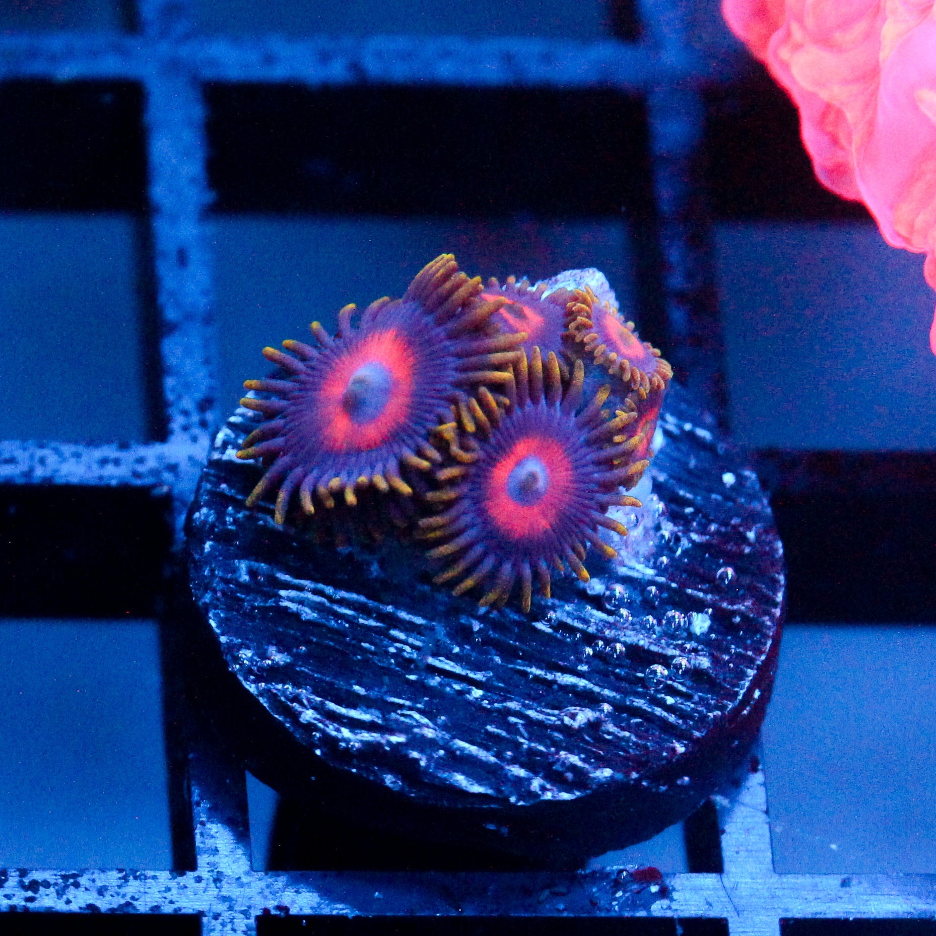 JC Emperor Zoanthid