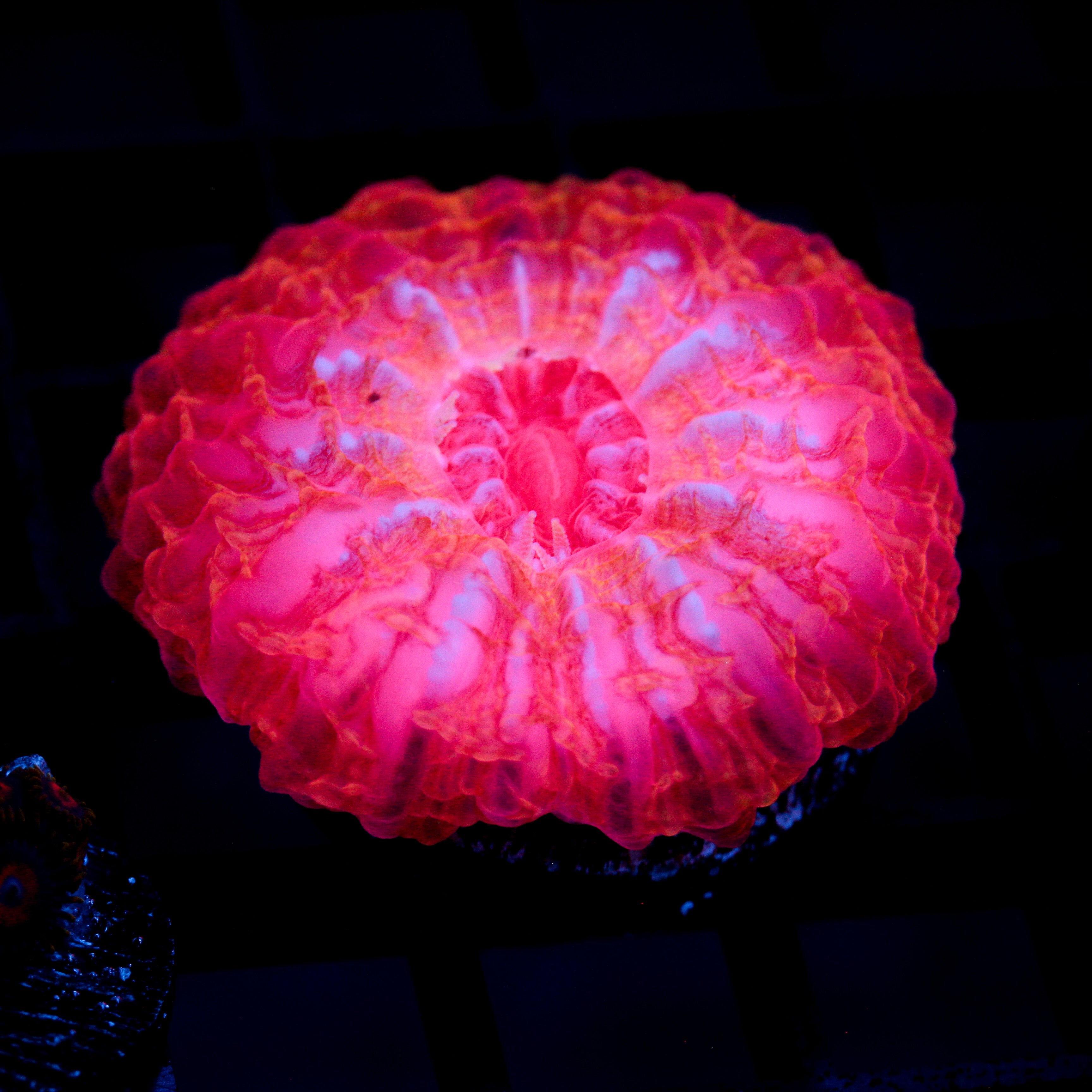 JC Orange Glow Flamingo Cynarina 1.5"+
