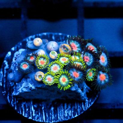 JC Tye Dye Reality Zoanthid