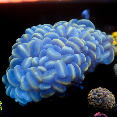 JC Yellow Holographic Bubble Coral 6"+