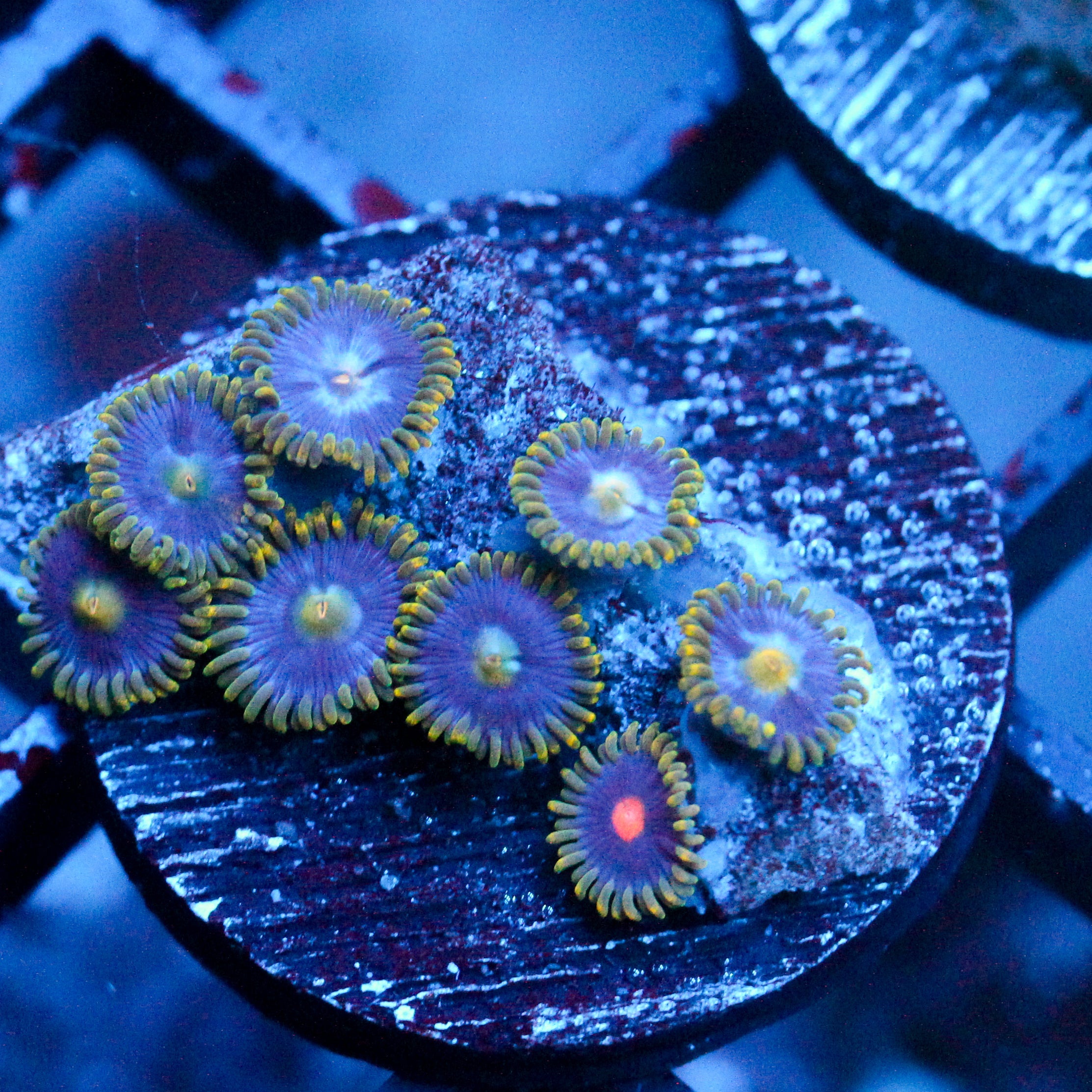 JC Gold Burst Zoanthid