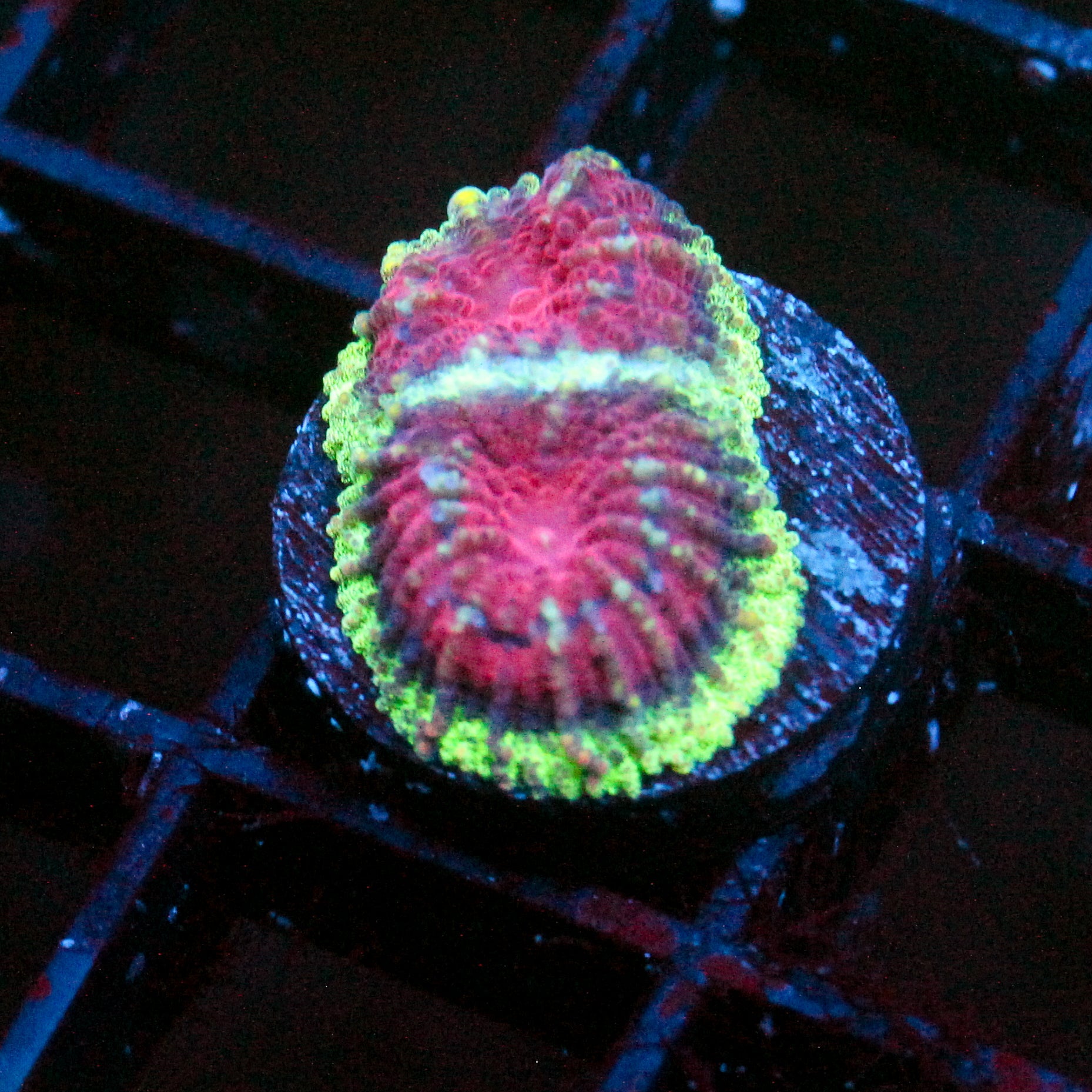 JC Demon Core Favia