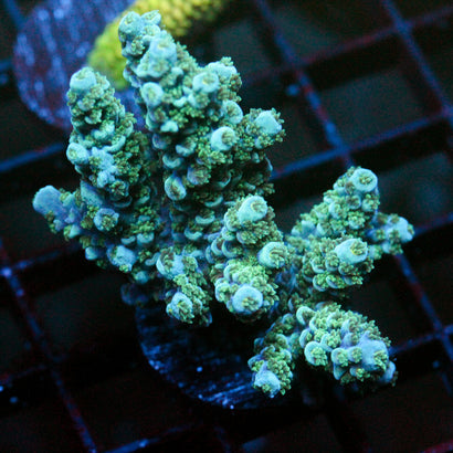 JC Green Furr
