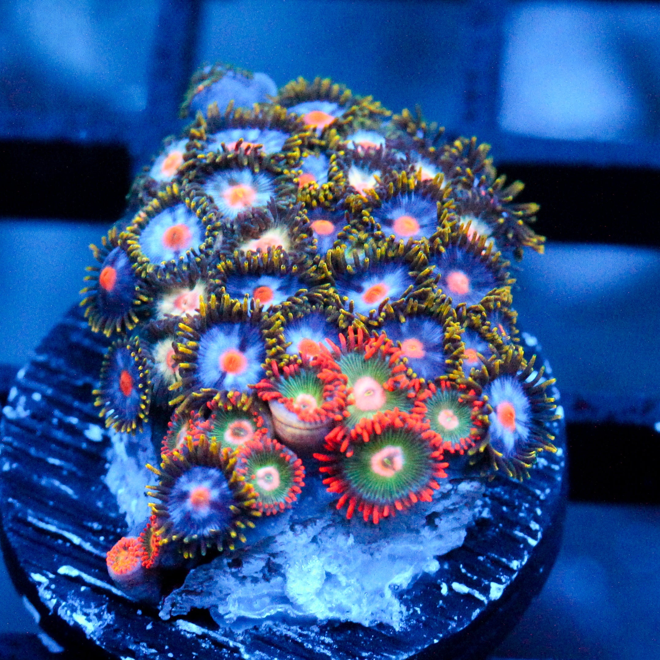 JC Saturn Zoanthid mix