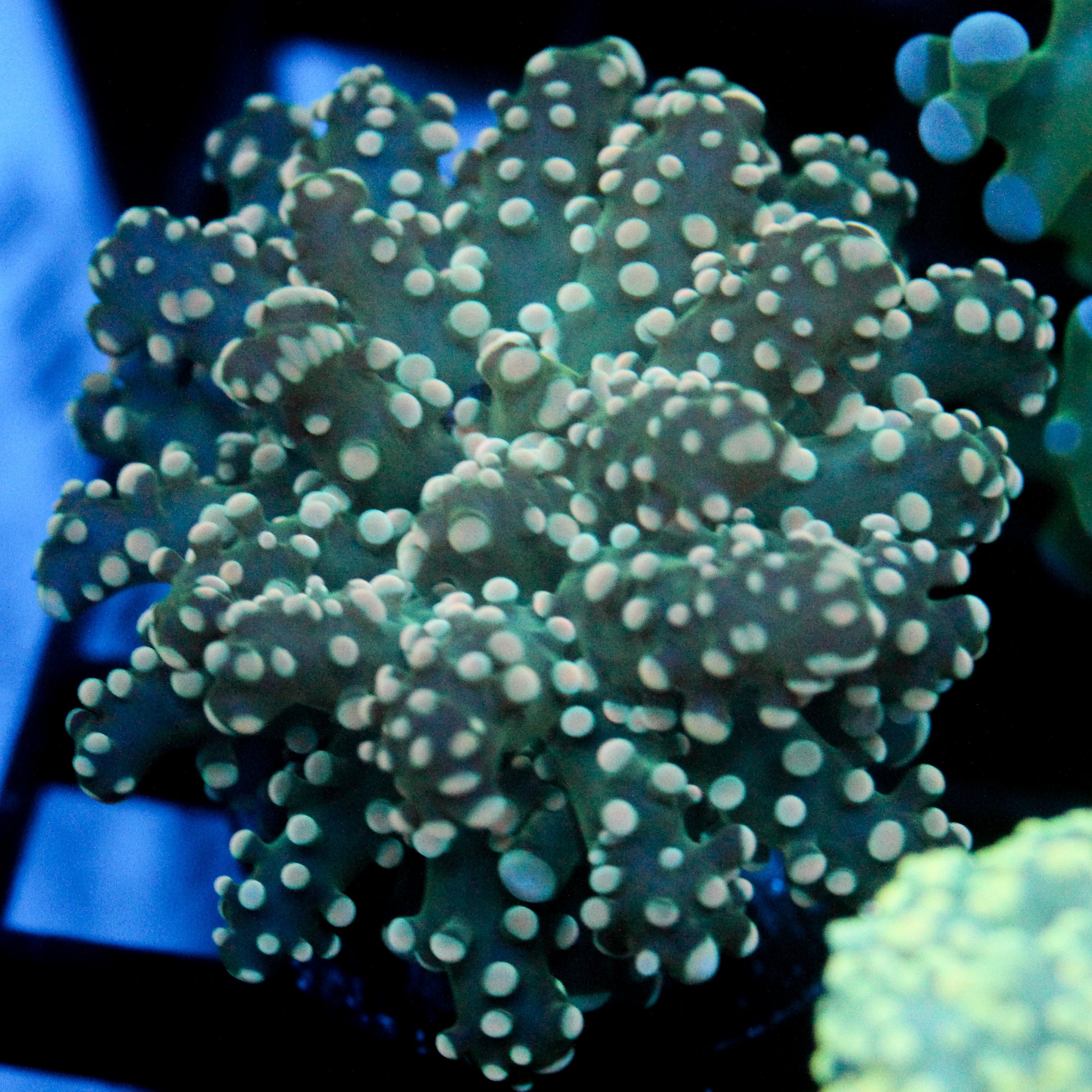 JC Orange Vibe Octo