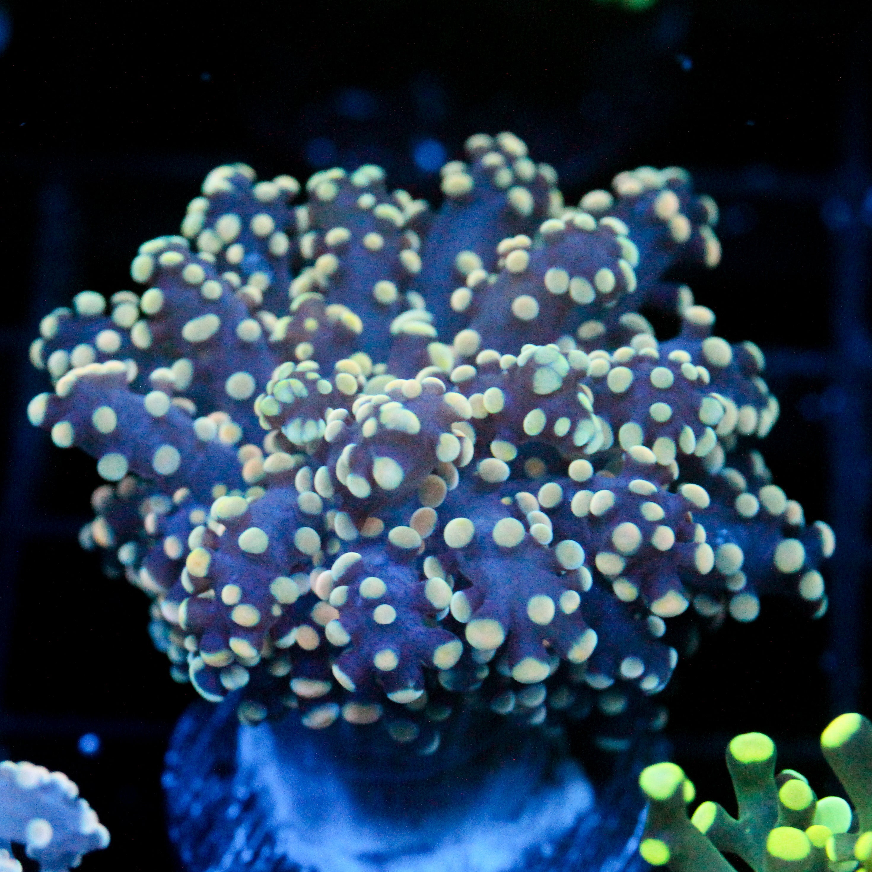 JC Orange Cream Octo
