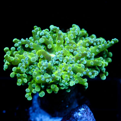 JC The Slime Octo