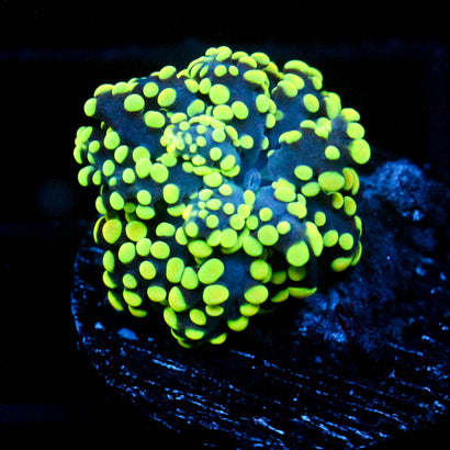 JC Yellow Octo