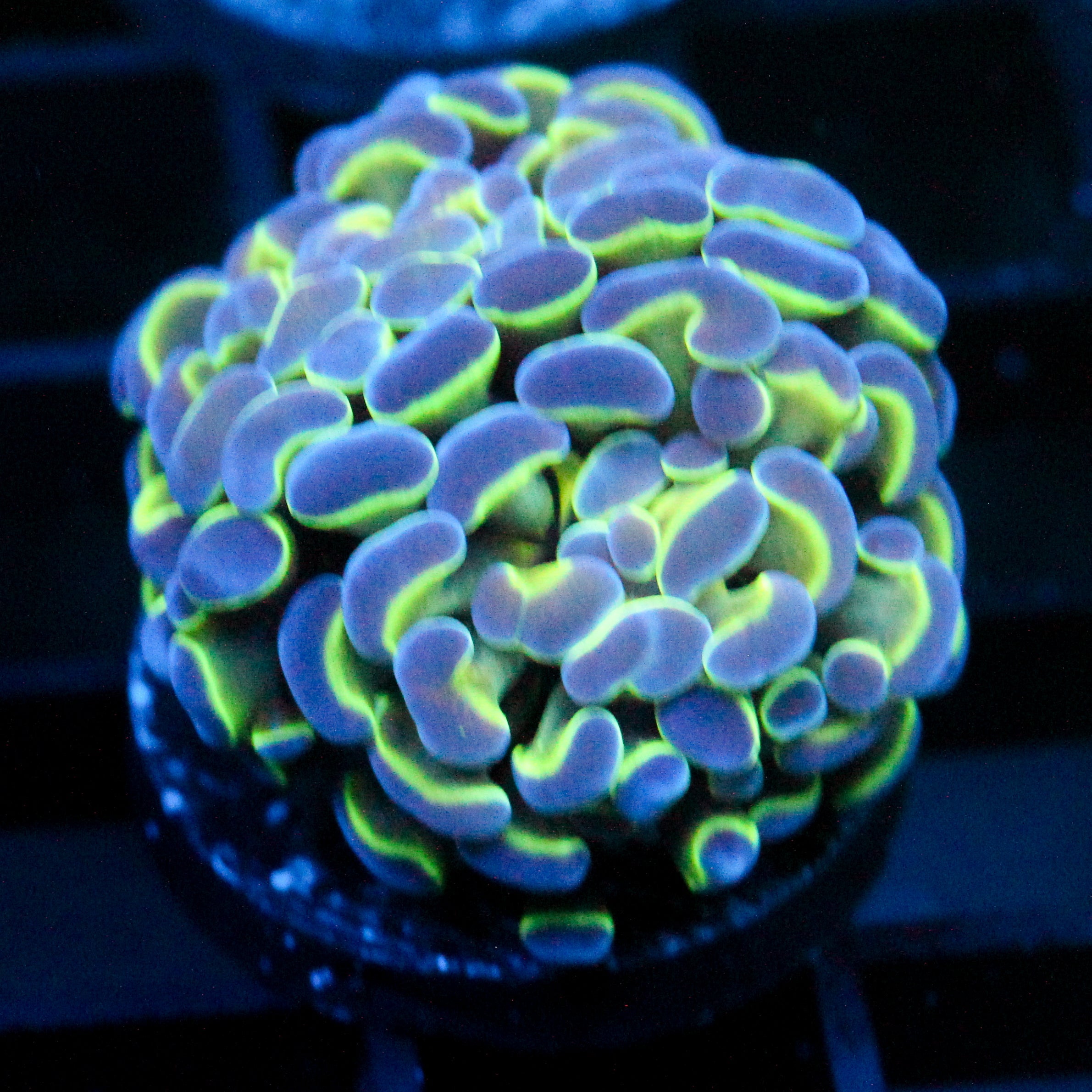 JC Hologram Hammer