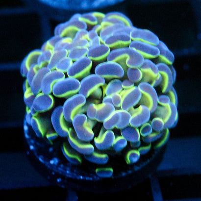 JC Hologram Hammer