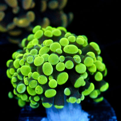 JC Hyper Green Splatter Hammer