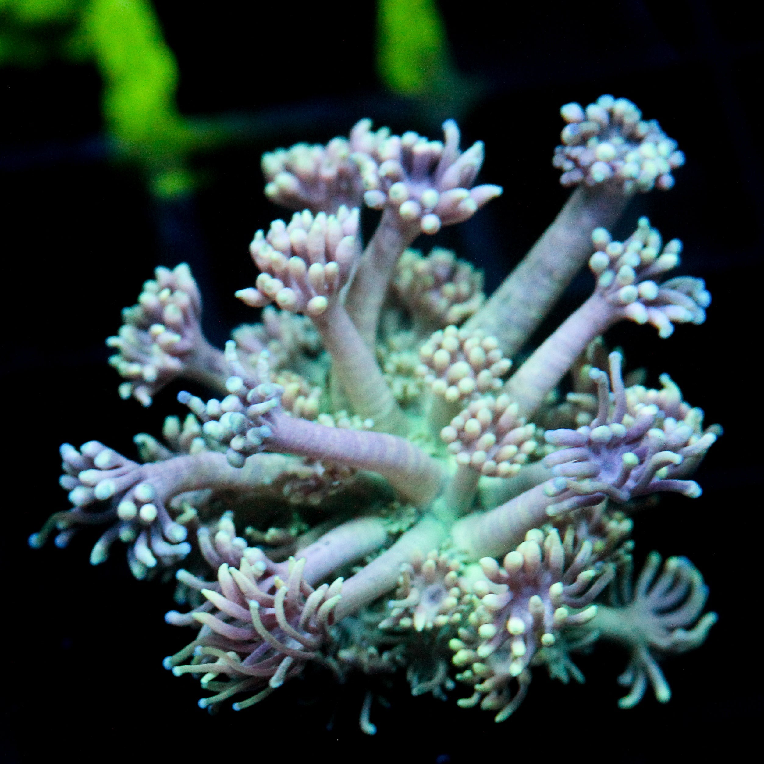 JC Purple Spectral Goni
