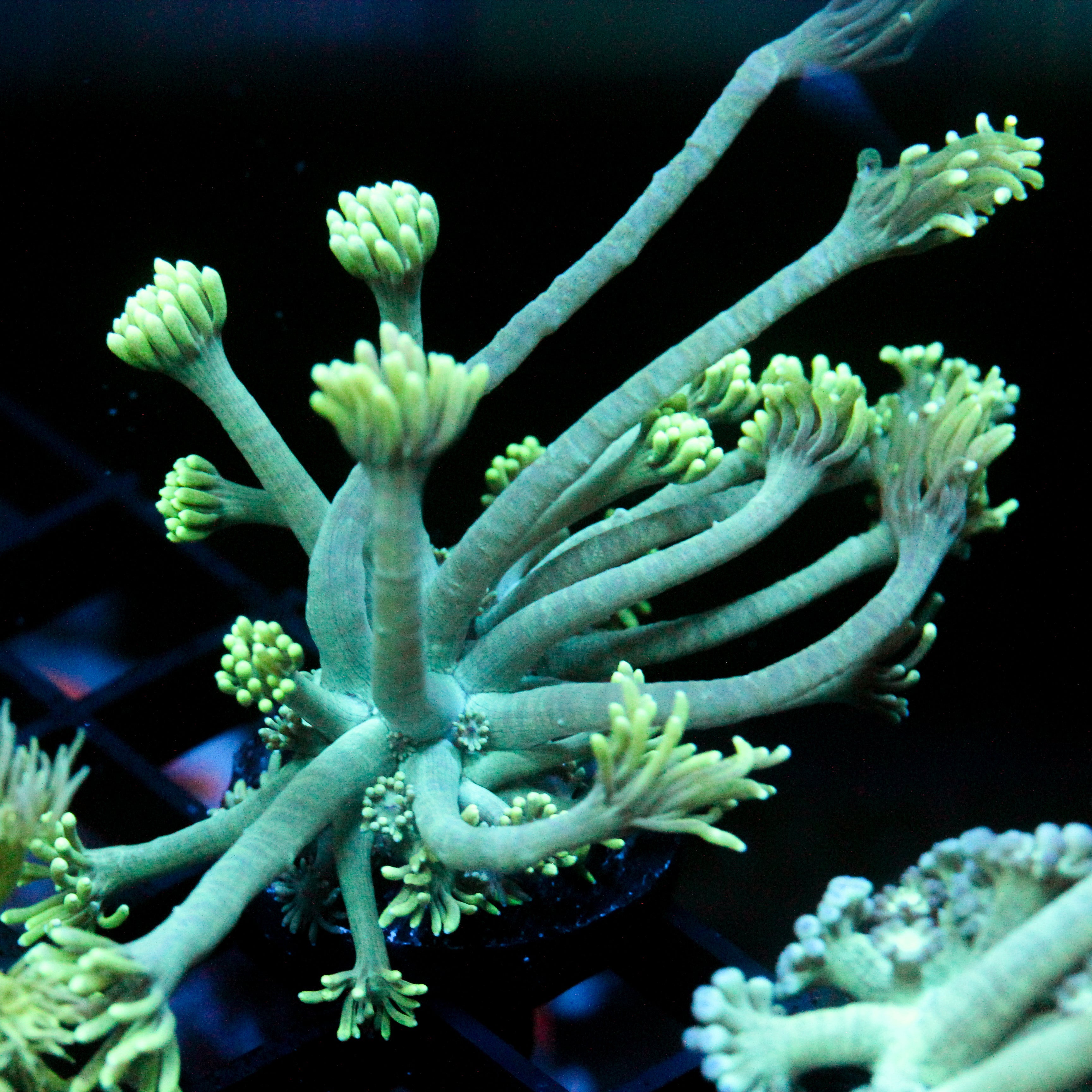 JC Sea Grapes Goni
