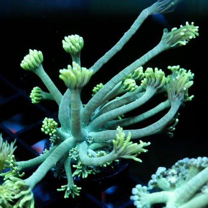 JC Sea Grapes Goni