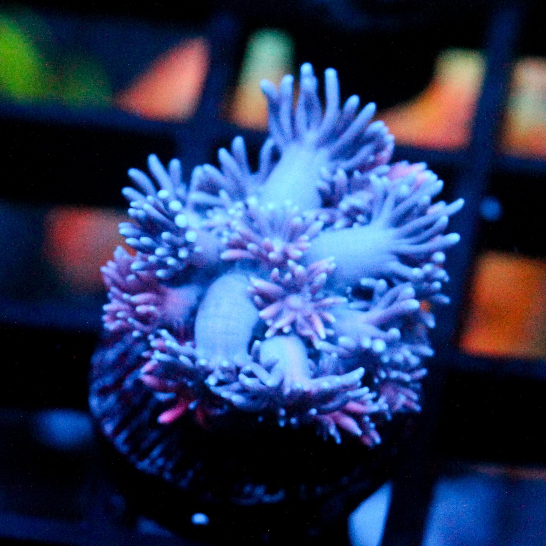 JC Pinurple Punch Goni