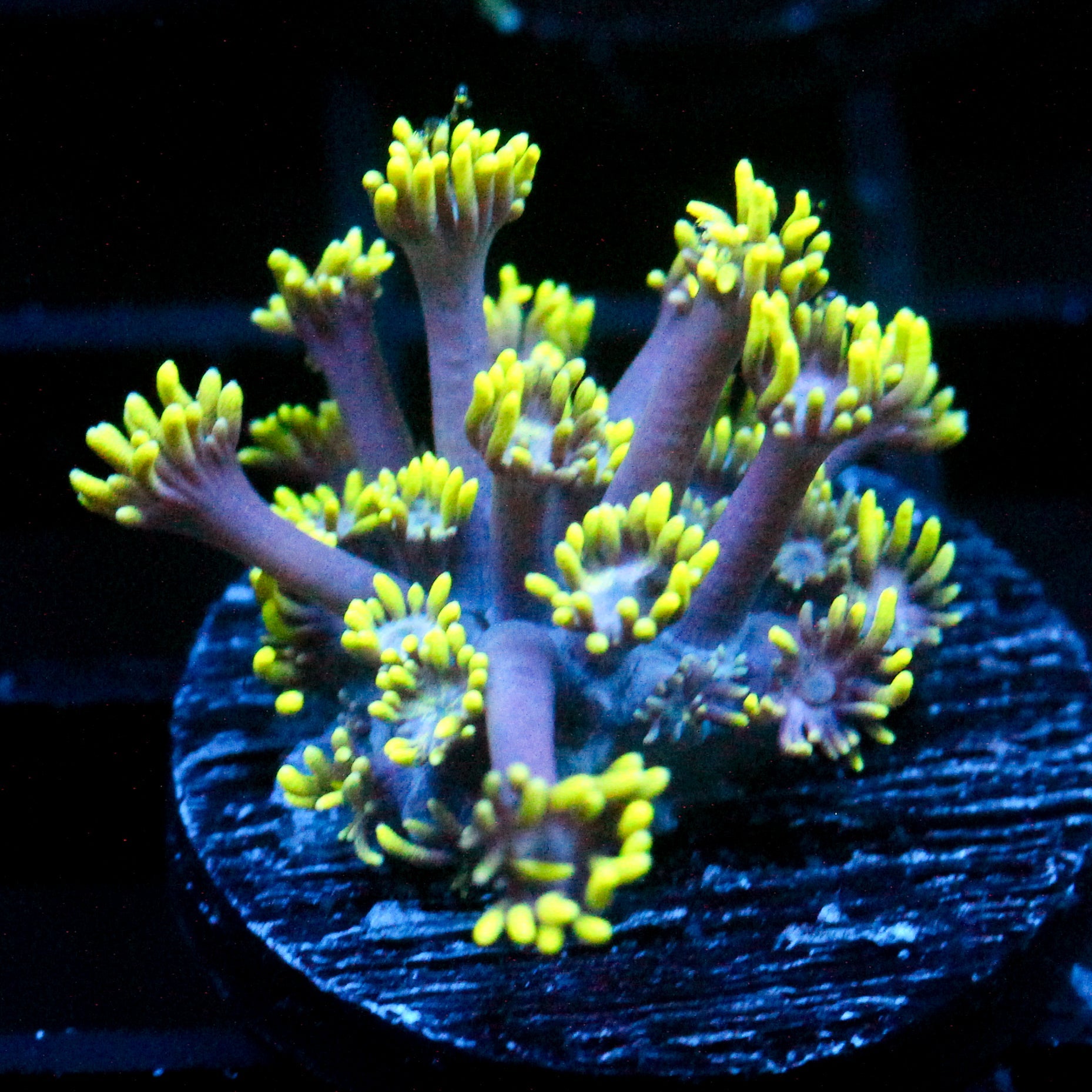 JC Limited re-release Ultra Violet Goni