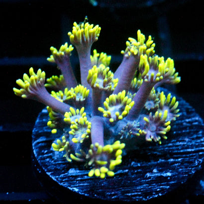 JC Limited re-release Ultra Violet Goni