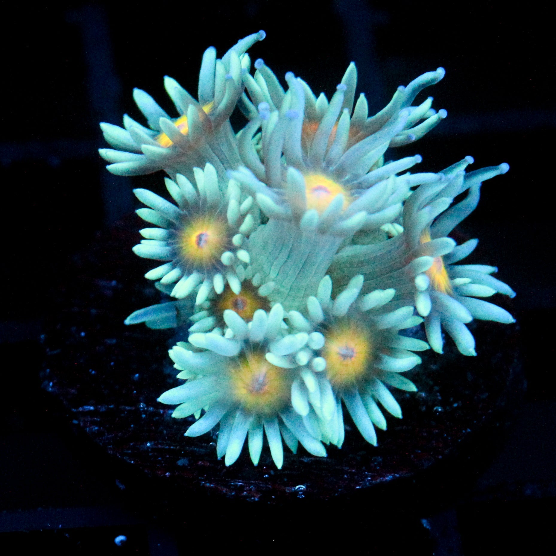 JC Sunflower Goni