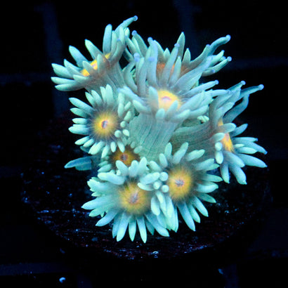 JC Sunflower Goni
