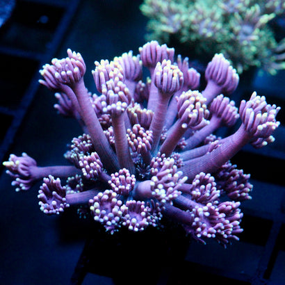 JC Aurora Goni