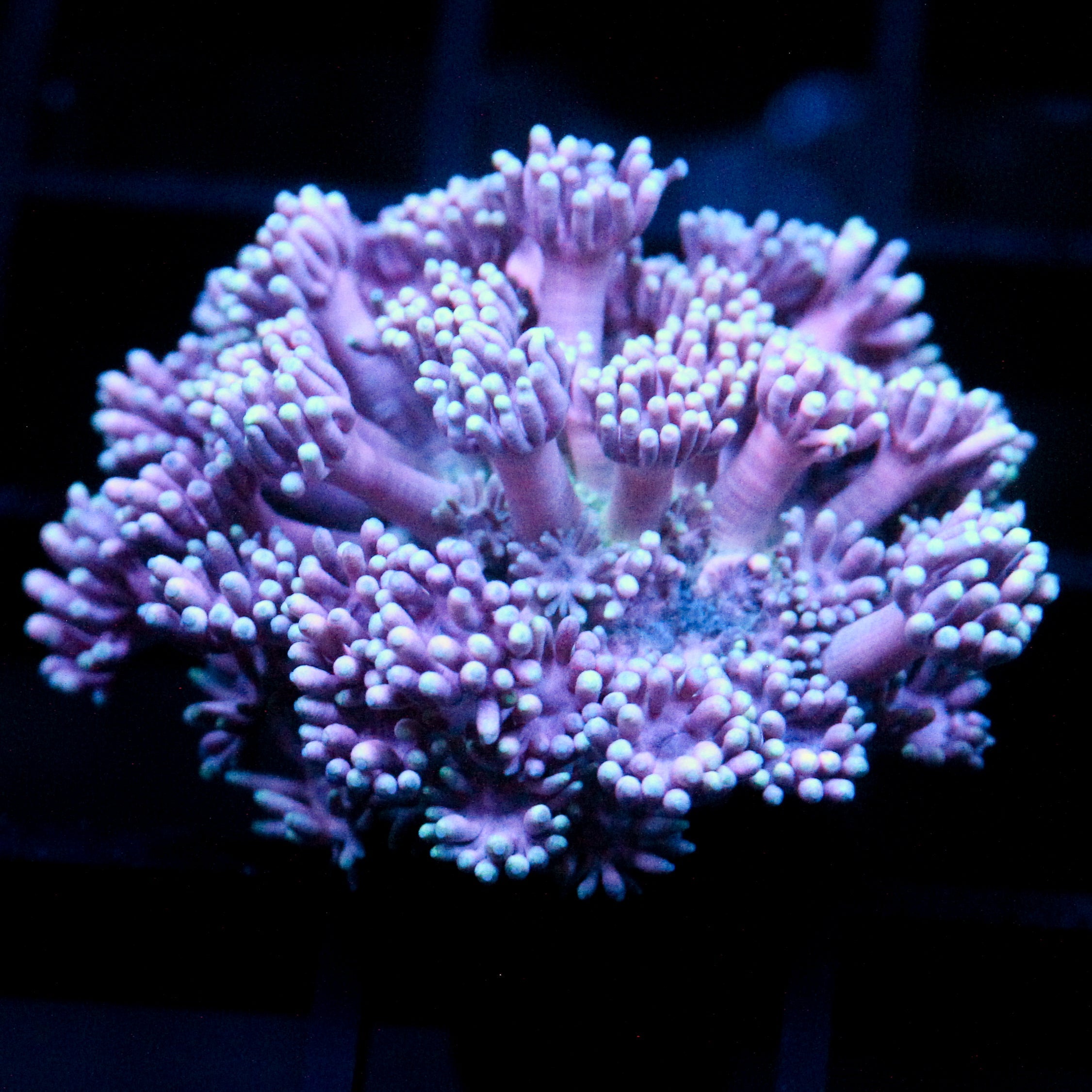 JC Purple Princess Goni