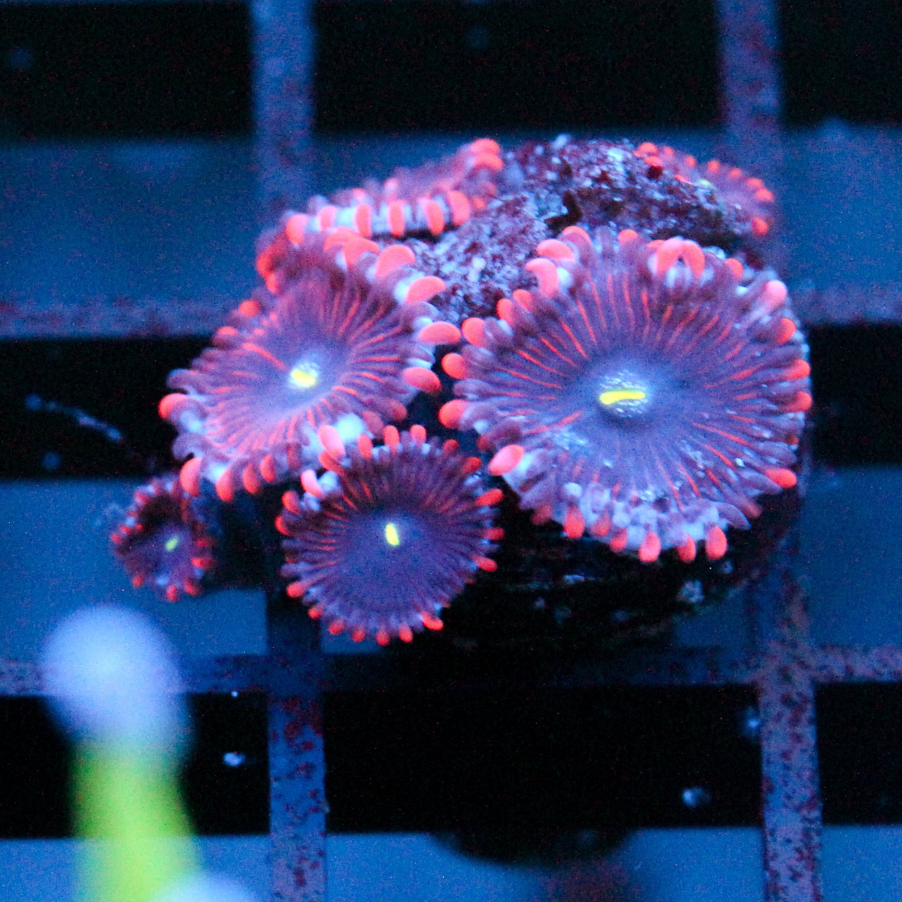 JC Purple People Eater Zoanthid