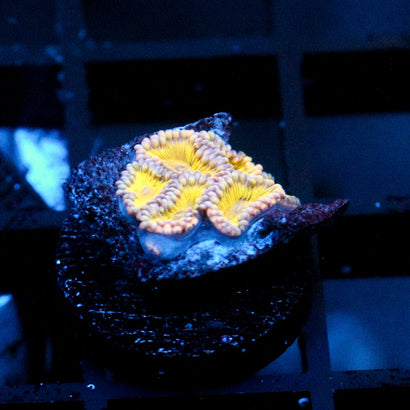 JC Golden Globe Zoanthids