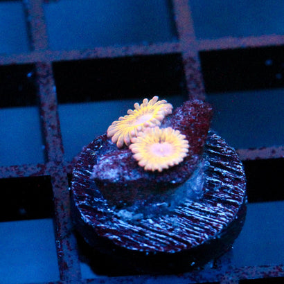 JC Pink Seam Zoanthid