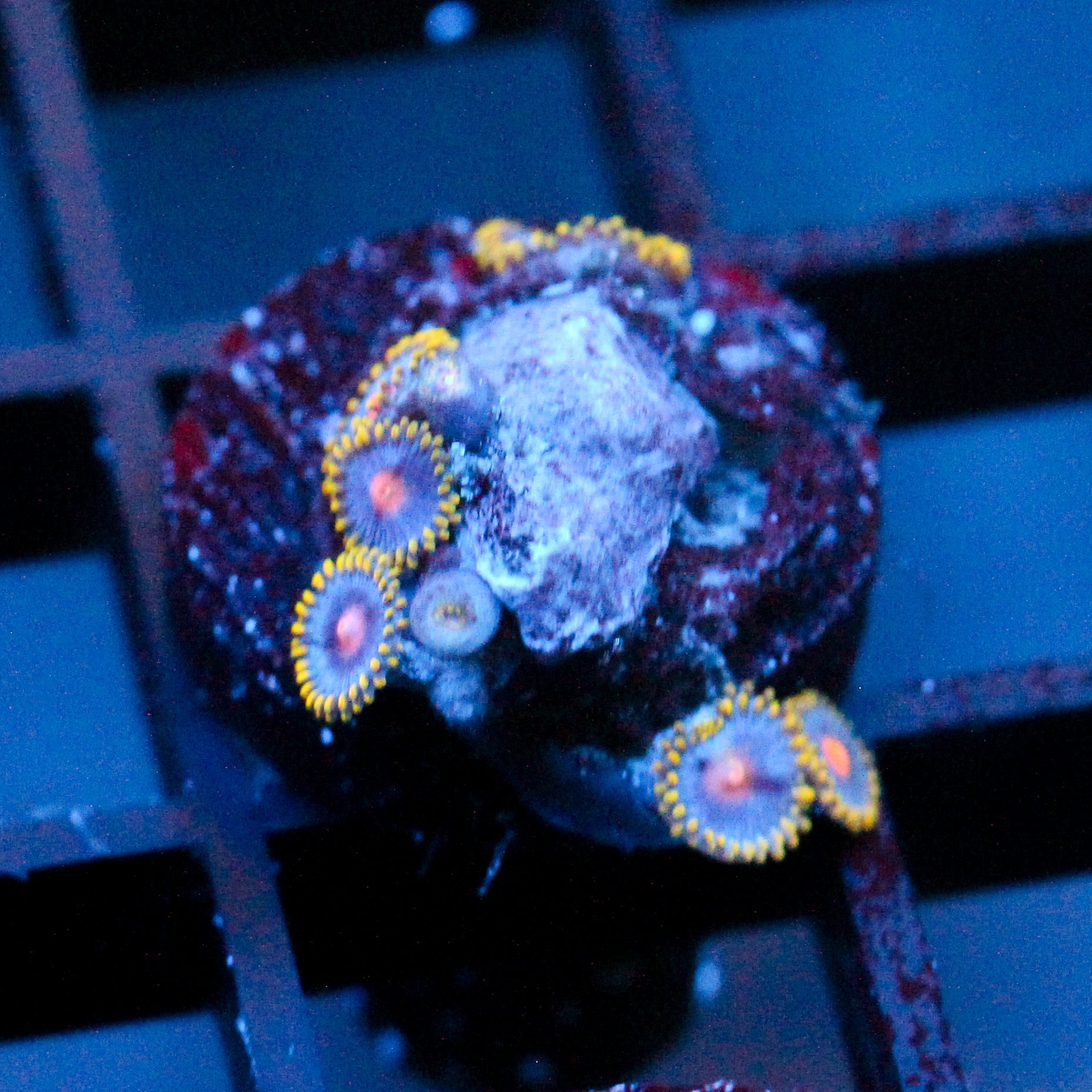 JC Gold Burn Zoanthid