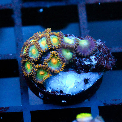JC Saturn Zoanthid