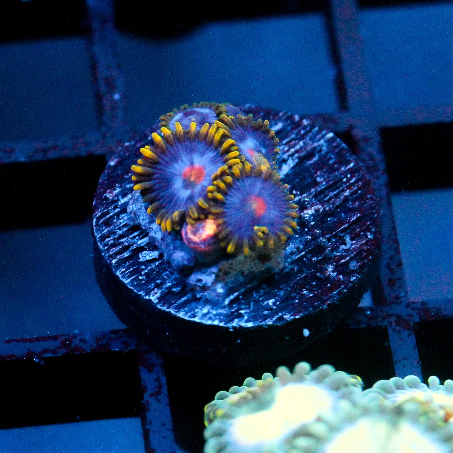 JC Gold Burn Zoanthid