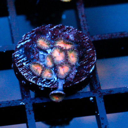 JC Peach Bellini Zoanthid
