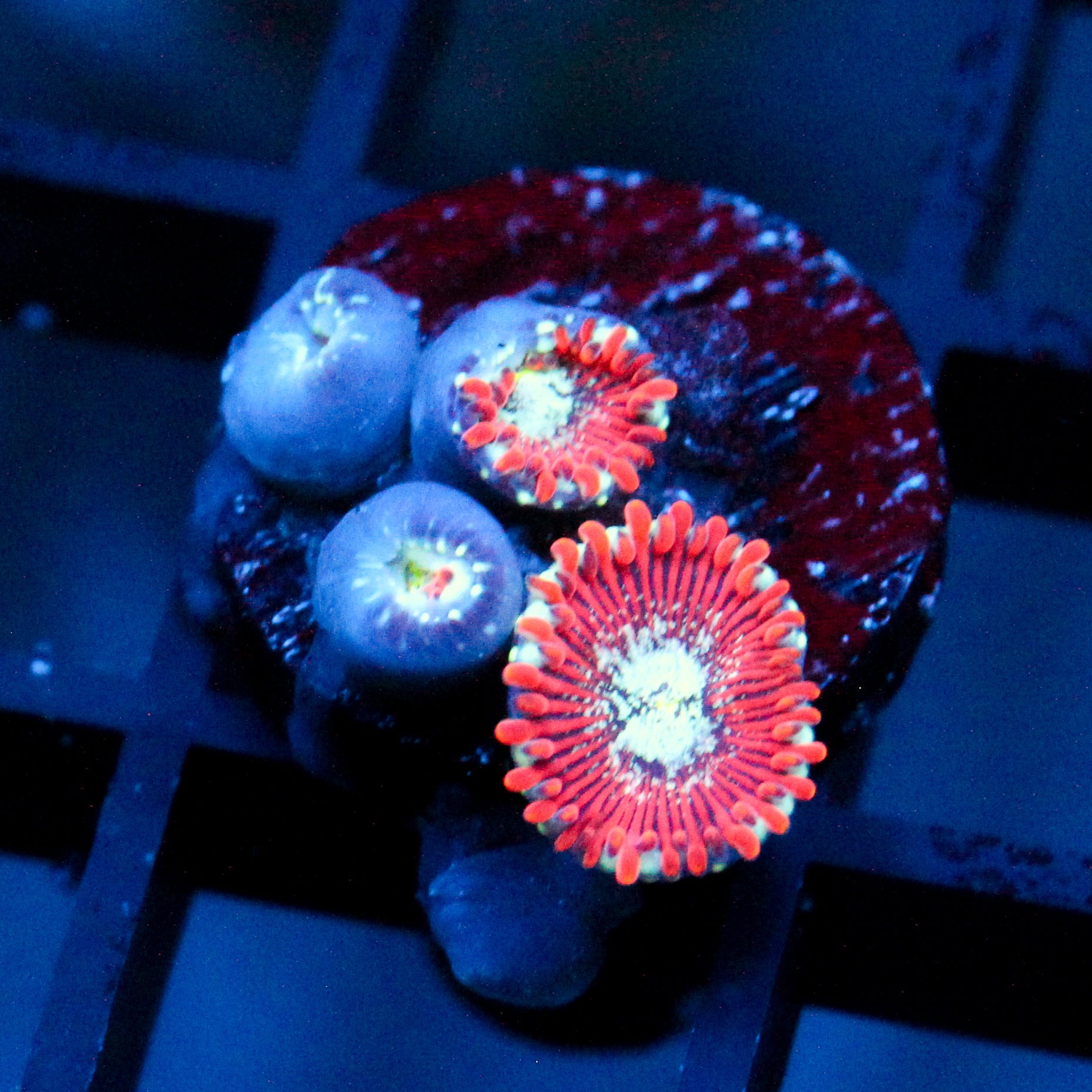 JC Magician's Zoanthid