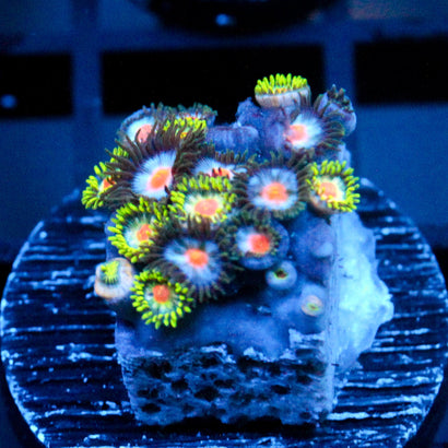 JC Zoa Garden Seed