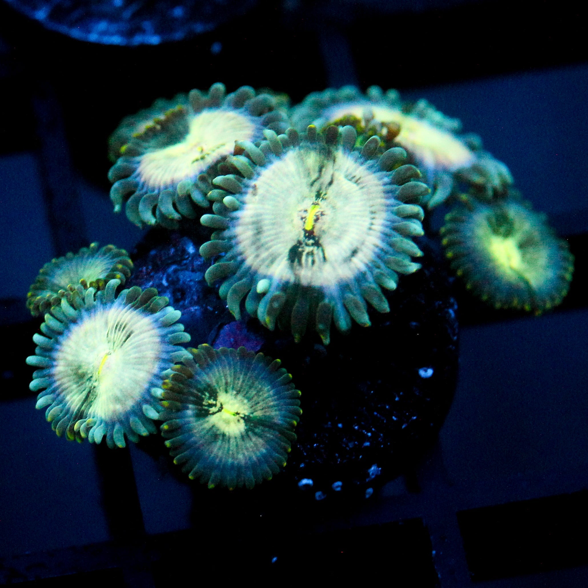 JC Hawaiian Ding Dang Zoanthid