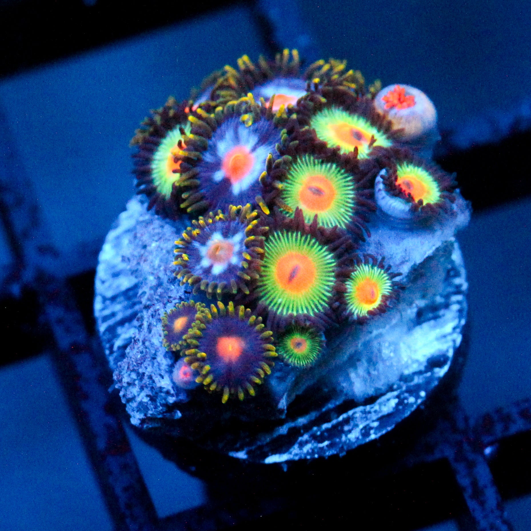 JC Zoa Garden Seed